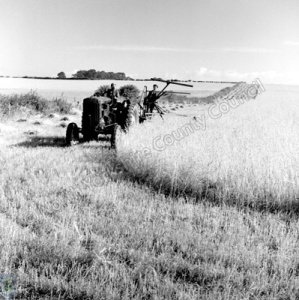 Harvesting, Spofforth, 1951